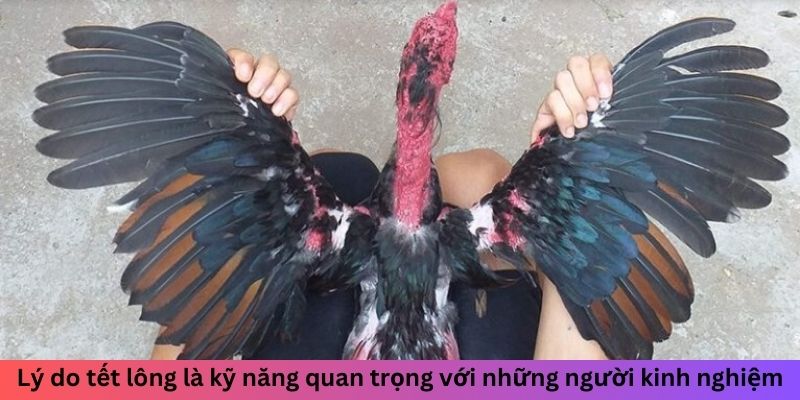 Tết Lông Gà Đá Như Thế Nào Để Tăng Sức Bền Chuẩn Và Đẹp 4 Lý do tết lông là kỹ năng quan trọng với những người kinh nghiệm